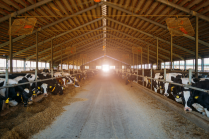Certificações e qualidade da carne brasileira no mercado internacional, tema analisado por João Eustáquio De Almeida Junior, destacando padrões, rastreabilidade e competitividade global.
