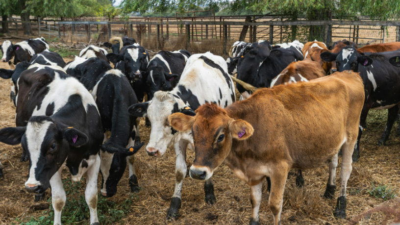 João Eustáquio De Almeida Junior aborda como as certificações elevam a qualidade da carne brasileira e fortalecem sua posição nos mercados internacionais.