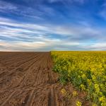 A sustentabilidade rural exige preparo técnico e compromisso com a produção responsável, afirma Alfredo Moreira Filho.