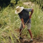 Trabalhador rural usando chapéu de palha trabalha em uma plantação verdejante no interior de São Paulo.
