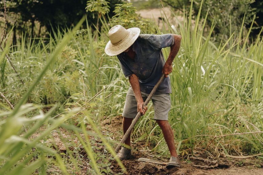 Trabalhador rural usando chapéu de palha trabalha em uma plantação verdejante no interior de São Paulo.
